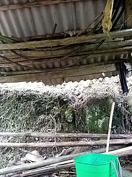 NIANIAKUTE online show from March 2026 08:48:01 AM