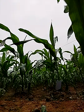 Ruby Lucy online show from April 2026 01:47:02 AM