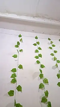 shayna all online show from November 2025 06:08:01 PM