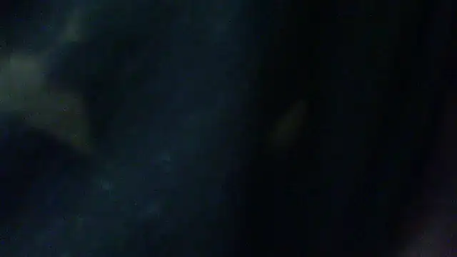 Billywax online show from February 2026 09:30:01 AM