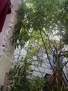 Alicbranca online show from March 2026 11:05:02 AM