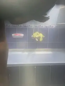 Arabien Pharaoh- online show from February 2025 03:18:02 AM