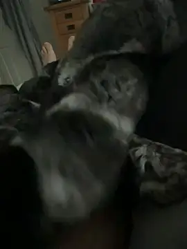 Furdale online show from April 2026 11:44:02 AM