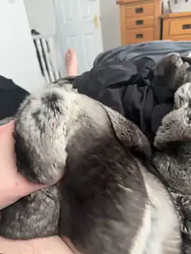 Furdale online show from April 2026 03:09:01 PM