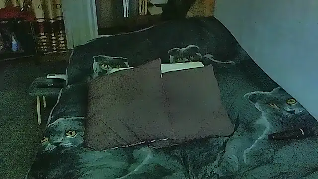 sex2 online show from November 2025 11:26:01 PM