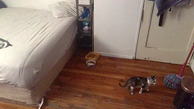 BIG-CkD F online show from September 2025 03:33:01 PM