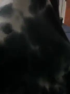 ROBOSTALLION online show from April 2026 04:34:02 PM