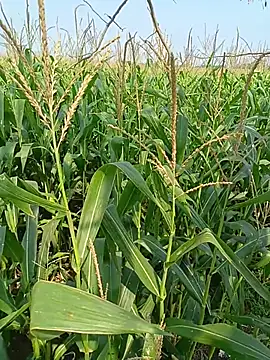 kummuduabbai online show from April 2026 04:06:02 AM