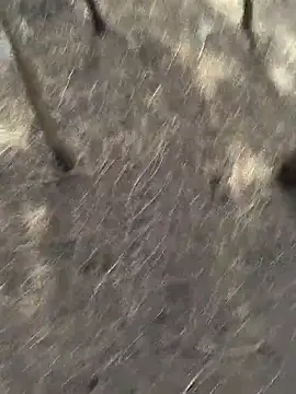 Snapshot of Gopal1243 chatting on November 2025 06:13:01 AM Gopal1243 online show from November 2025 06:13:01 AM