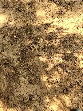 Gopal1243 online show from November 2025 06:14:02 AM