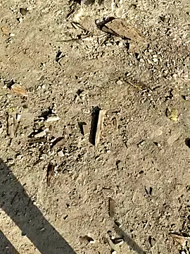 Gopal1243 online show from January 2026 02:58:02 AM