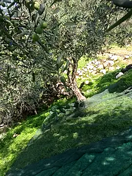 VictoriaMiami online show from November 2025 08:44:01 AM