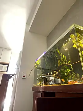 Ravixx online show from January 2026 02:11:01 PM