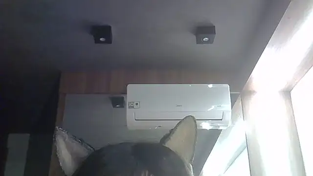 Skinny-Kitten online show from June 2026 03:52:02 AM