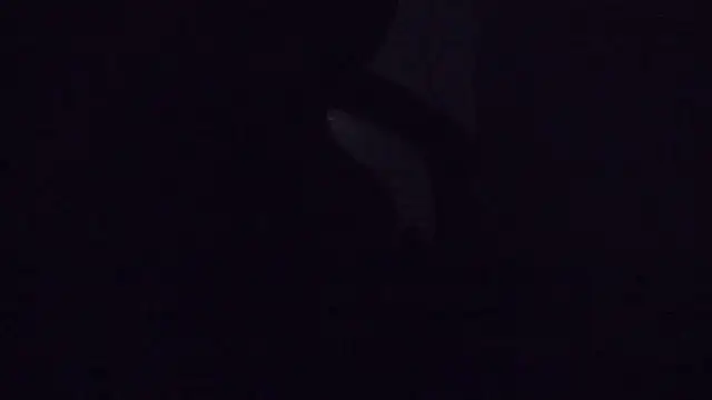 Snapshot of SouTarado69 chatting on March 2025 11:45:01 PM SouTarado69 online show from March 2025 11:45:01 PM